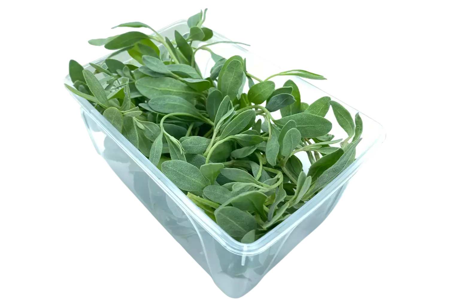 Gewone zoutmelde topjes 75gr kist 18 stuks